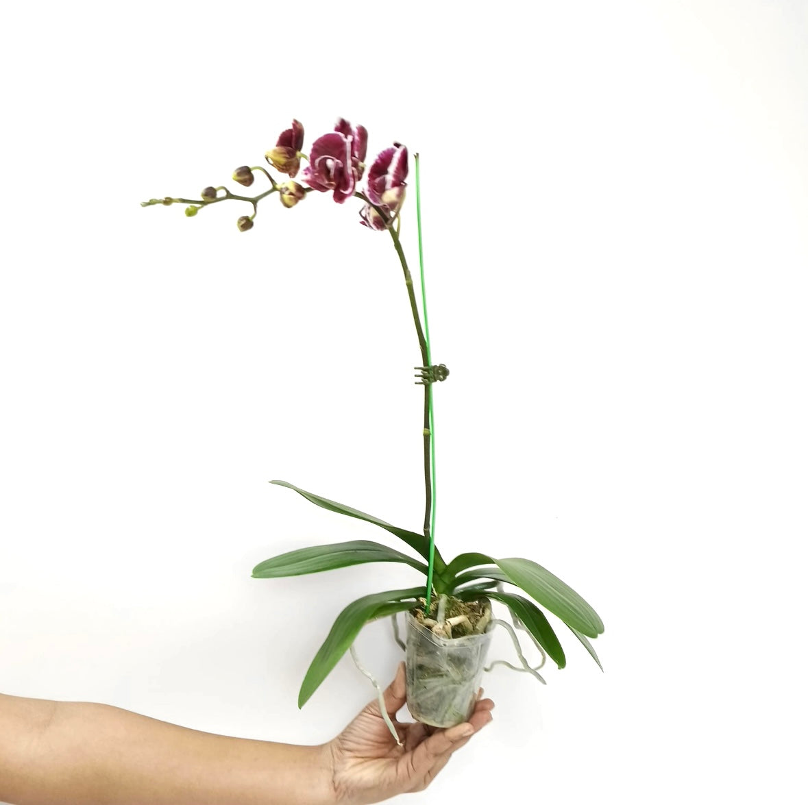 Phalaenopsis Rum Red Orchid Plant - FF