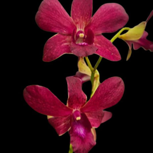 Dendrobium (Ckaii "Oka" x Sanphran Brown)#172 Orchid Plant - BS