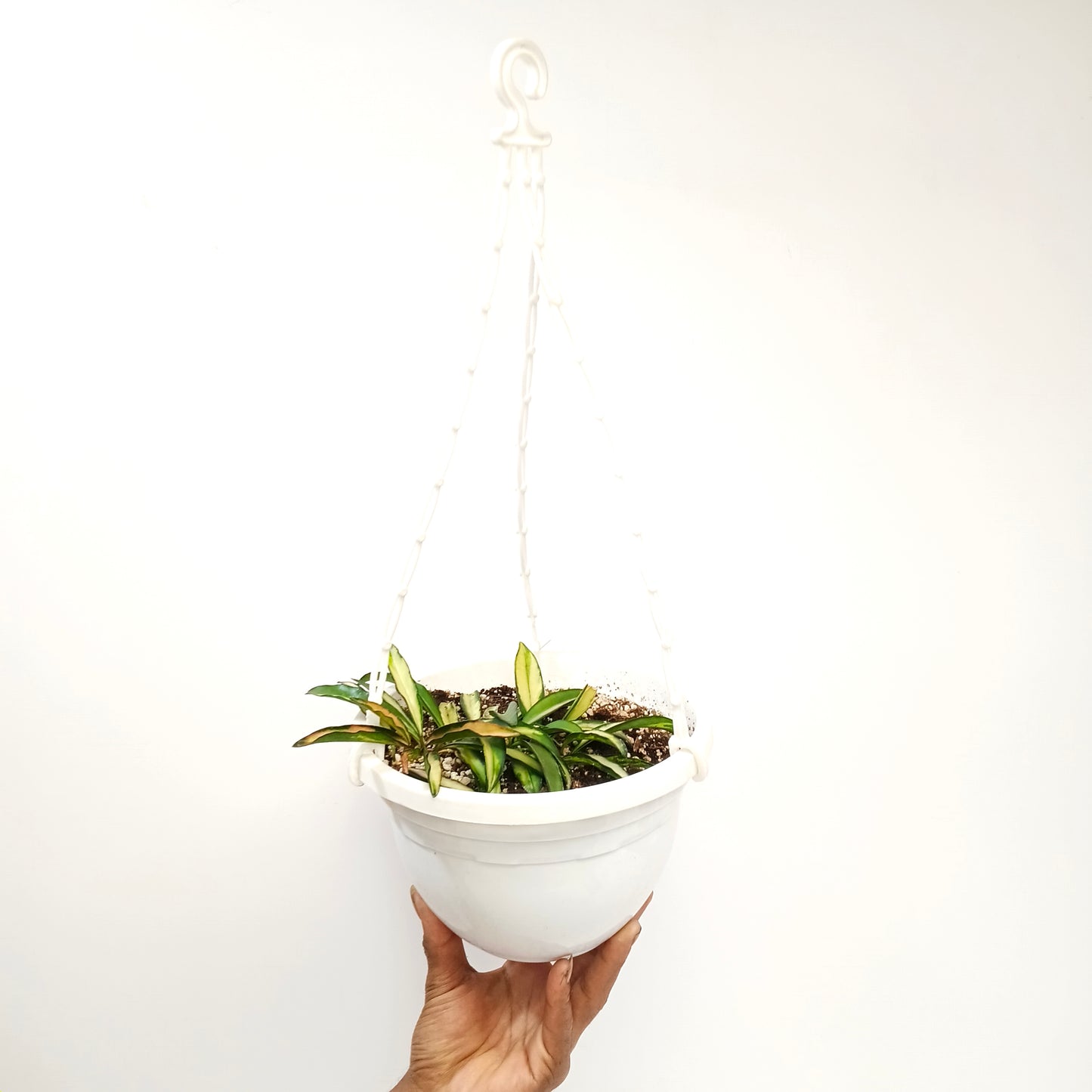 Hoya kentiana variegata Plant - Buy Orchids Plants Online by Orchid-Tree.com