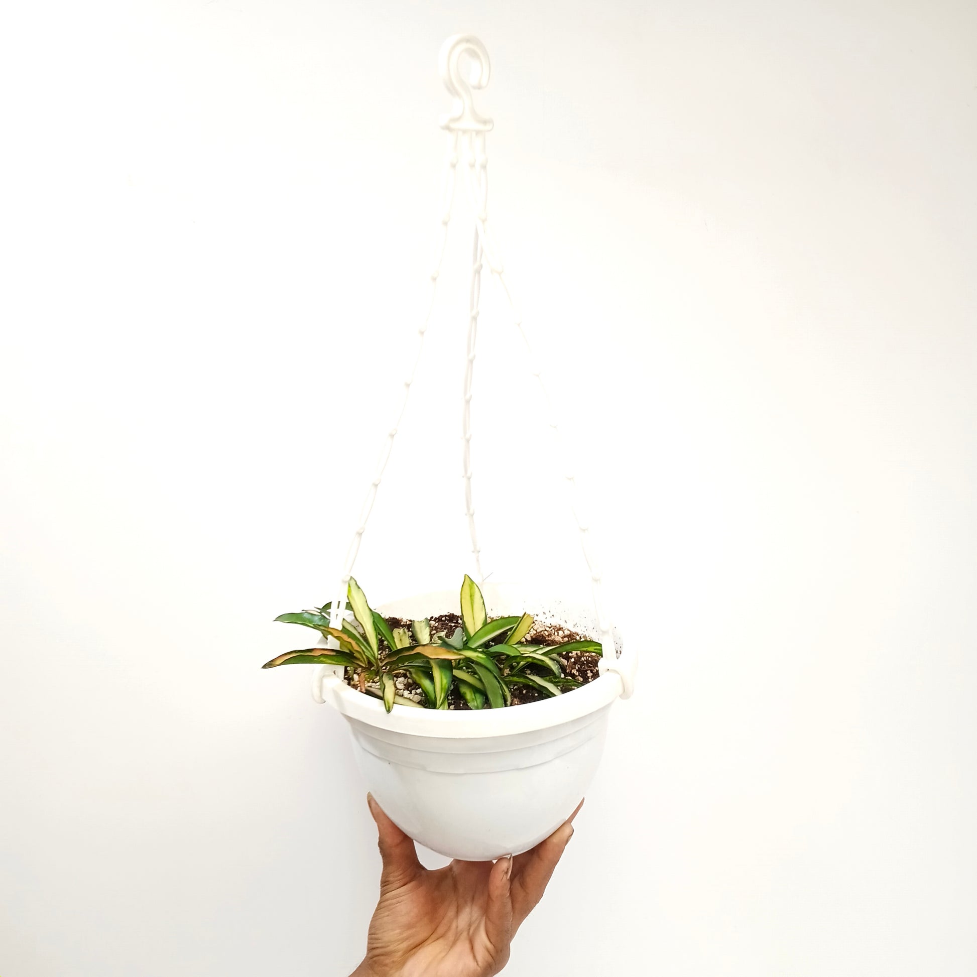 Hoya kentiana variegata Plant - Buy Orchids Plants Online by Orchid-Tree.com