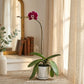 Scarlet heart | Phalaenopsis Orchid Gift