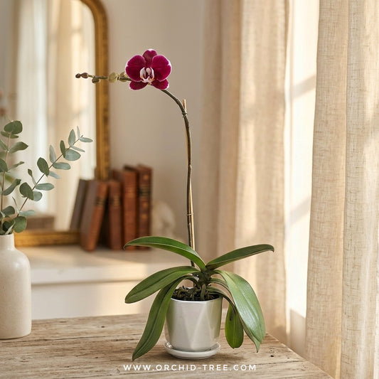 Scarlet heart | Phalaenopsis Orchid Gift - Buy Orchids Plants Online by Orchid-Tree.com