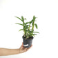 Dendrobium Meesangnil Orchid Plant - BS