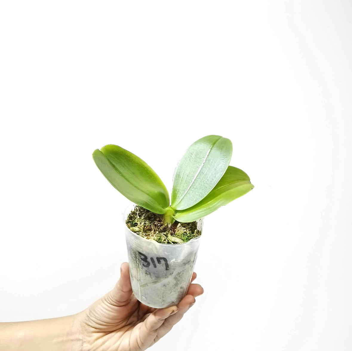 Phalaenopsis violacea var. indigo X sib Orchid Plant - FF