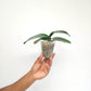 Phalaenopsis Love Day Orchid Plant - BS - Buy Orchids Plants Online by Orchid-Tree.com