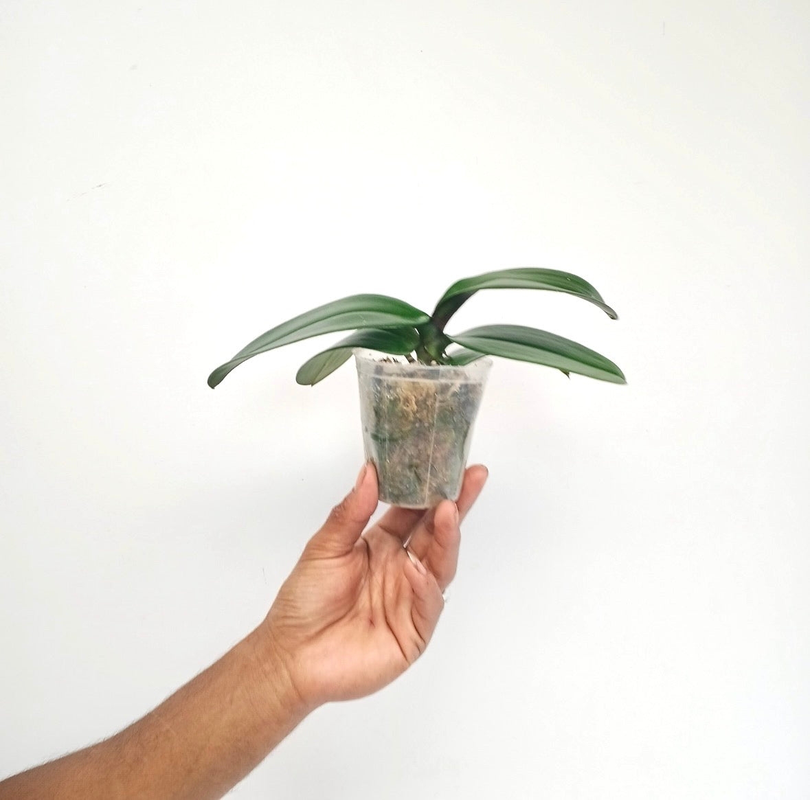 Phalaenopsis Love Day Orchid Plant - BS - Buy Orchids Plants Online by Orchid-Tree.com