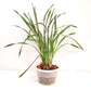 Cymbidium (HTC) Chen's Ruby Orchid Plant - BS