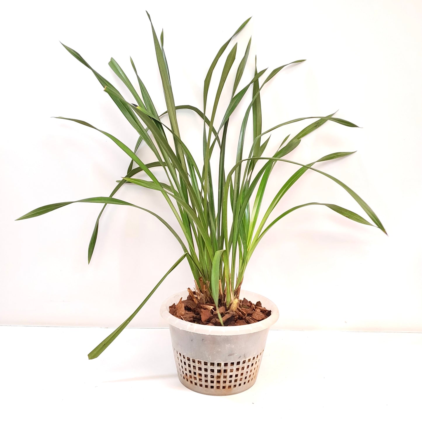 Cymbidium (HTC) Chen's Ruby Orchid Plant - BS
