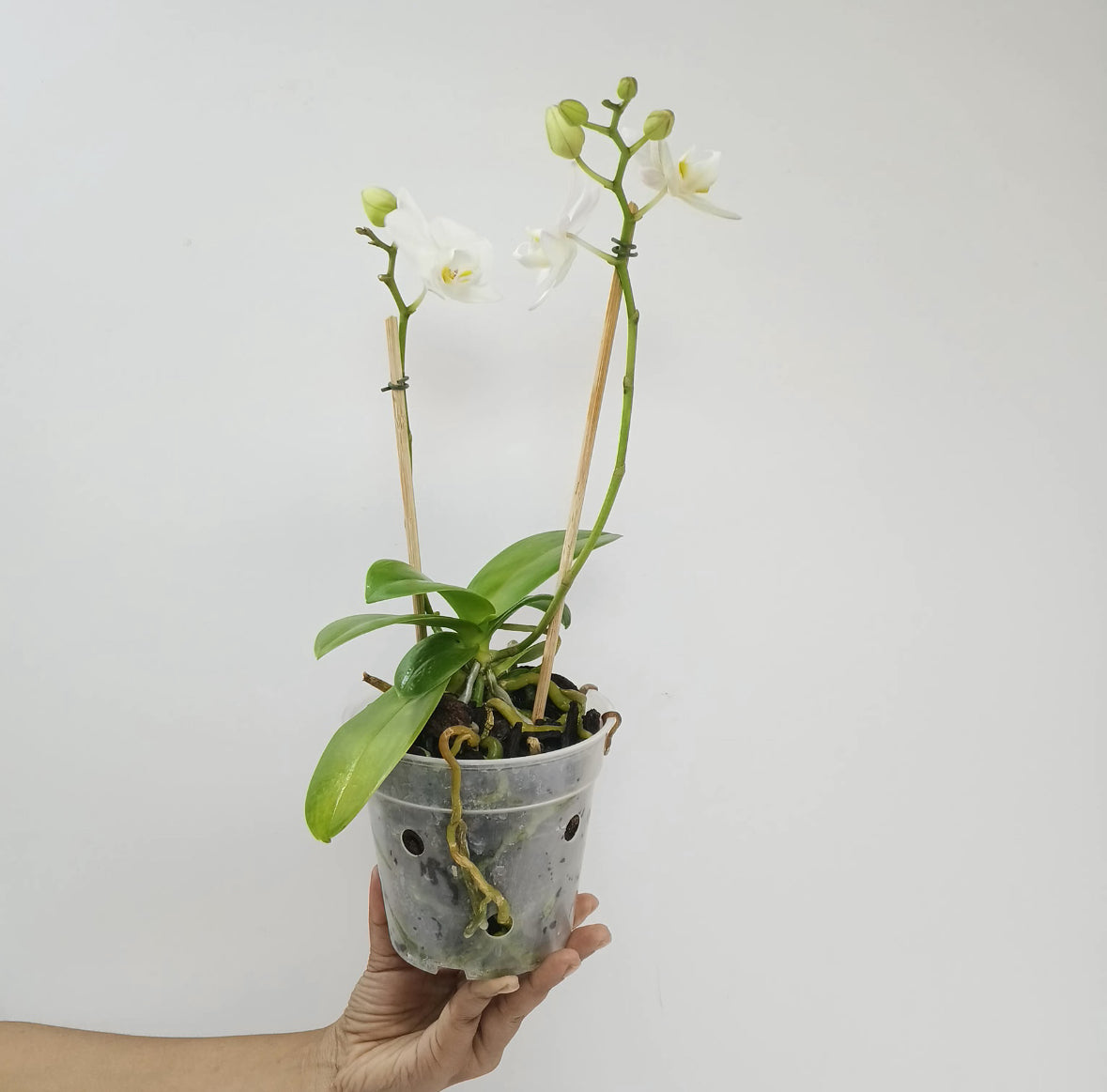 Phalaenopsis Sogo Watch Orchid Plant - FF