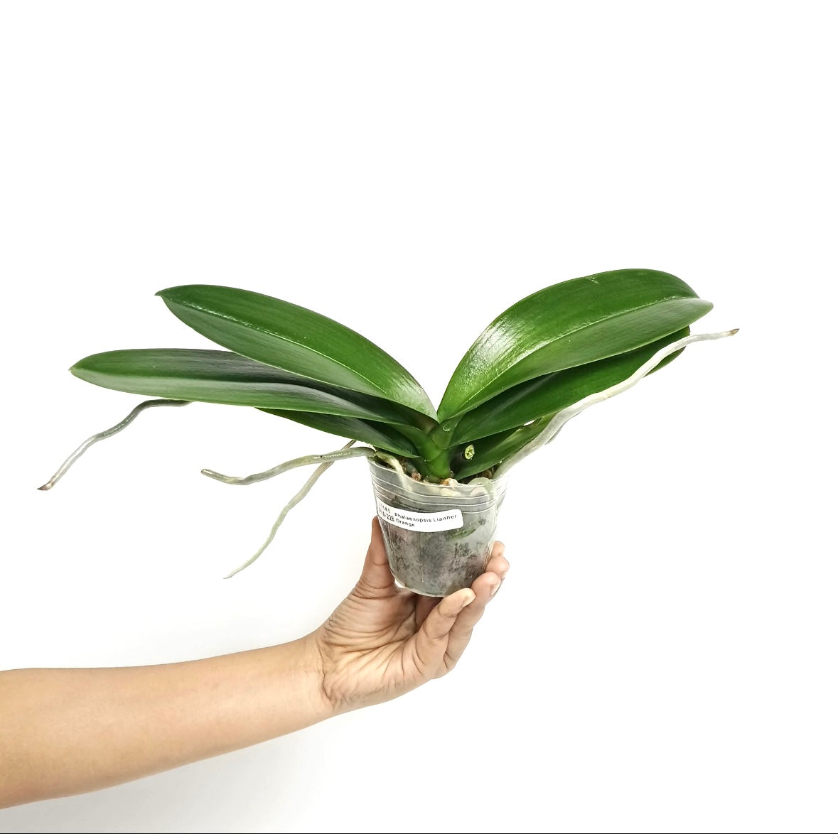 Phalaenopsis Lianher Orange Orchid Plant - BS