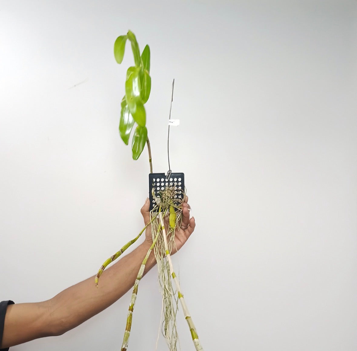 Dendrobium tortile sp. Orchid Plant - BS