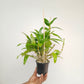 Dendrobium Nobile Napori Orchid plant - BS - Buy Orchids Plants Online by Orchid-Tree.com