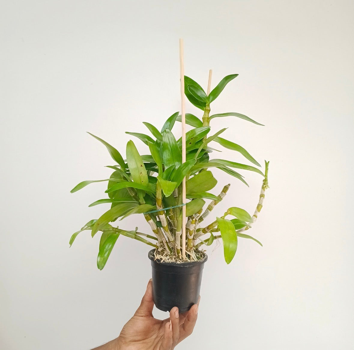 Dendrobium Nobile Napori Orchid plant - BS - Buy Orchids Plants Online by Orchid-Tree.com