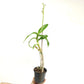 Dendrobium Nopporn Star Bright # 761 Orchid Plant - FF