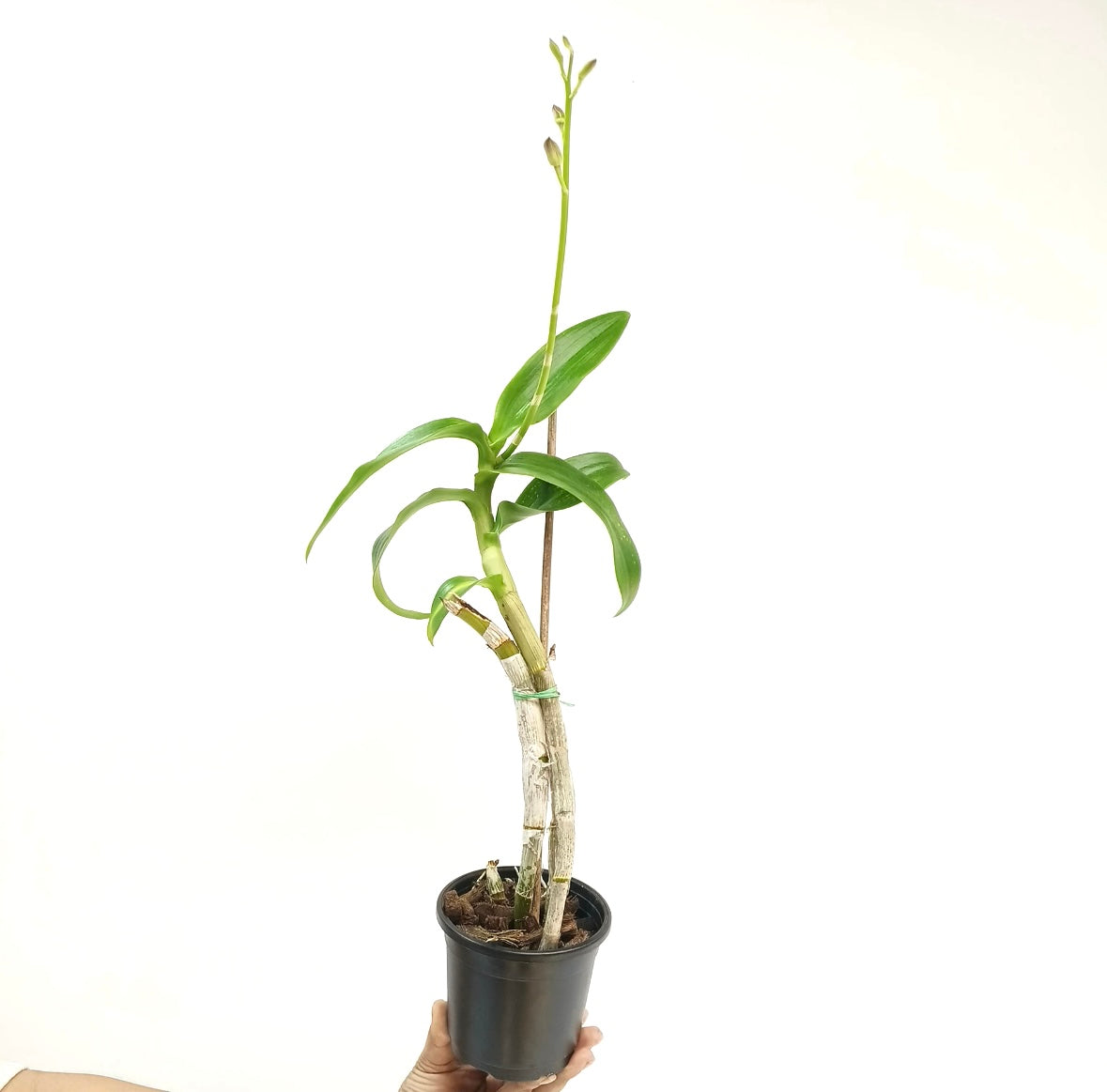Dendrobium Nopporn Star Bright # 761 Orchid Plant - FF