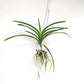 Vanda Pure's Wax Pink Orchid Plant - BS