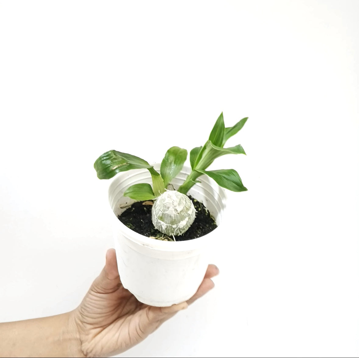 Catasetum tenebrosum sp. Orchid Plant - BS