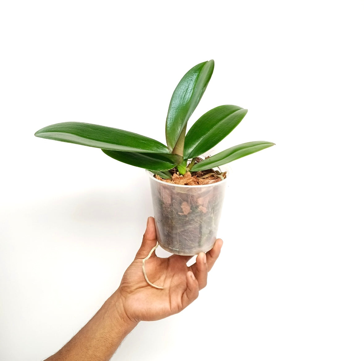 Phalaenopsis Bull's Eye Orchid Plant - FF