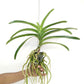 Vanda Thanchai Gold x Udom Gold #37 Orchid Plant - BS
