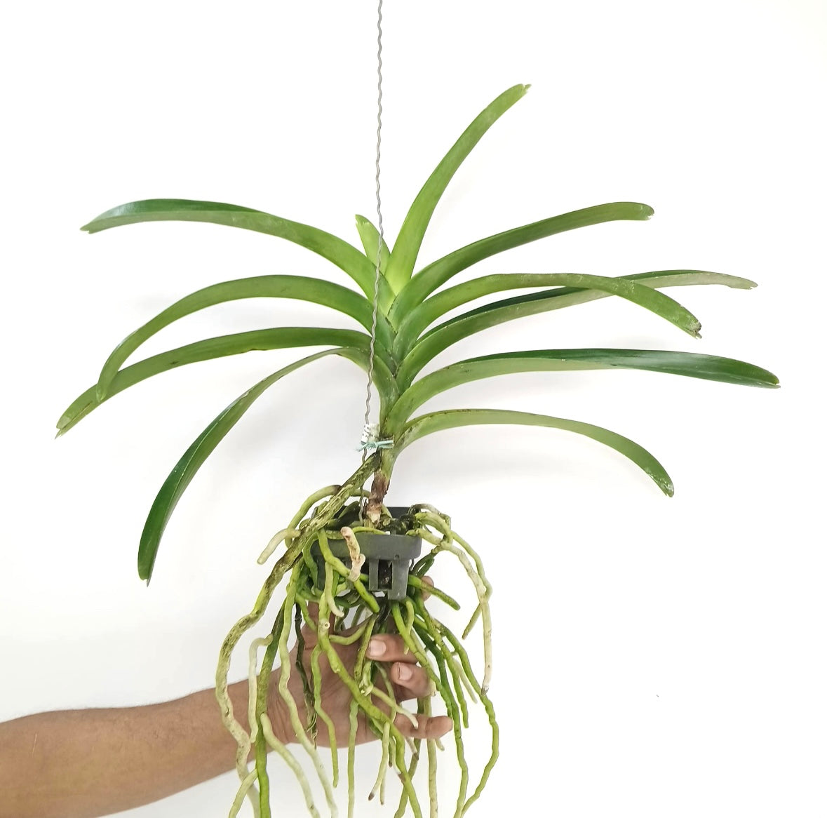 Vanda Thanchai Gold x Udom Gold #37 Orchid Plant - BS