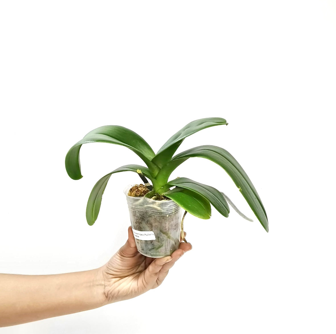 Phalaenopsis Fullers Cheese Orchid Plant - BS