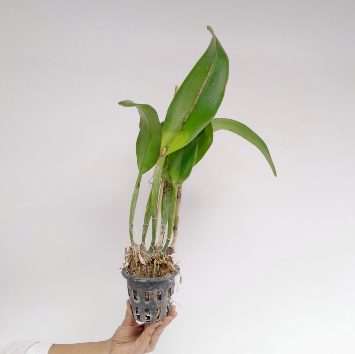 Cattleya Myanmar Sunset Orchid Plant - BS