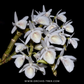 Dendrobium cretaceum sp. Orchid Plant - BS