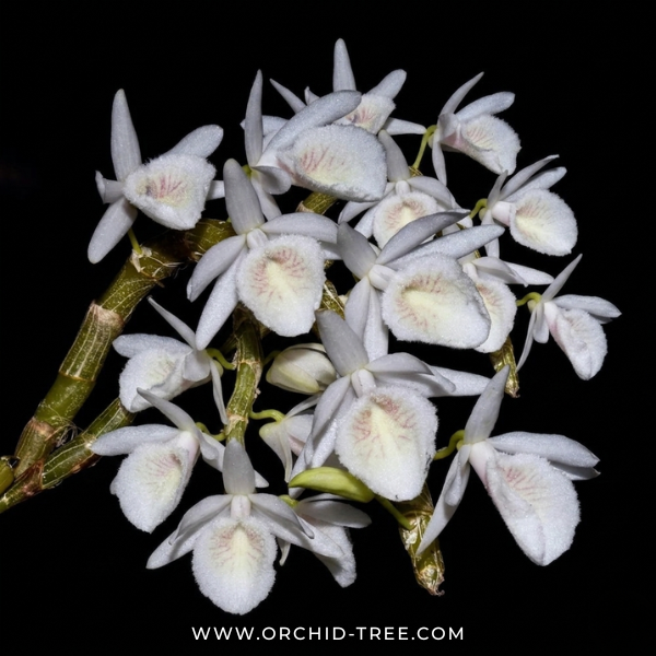Dendrobium cretaceum sp. Orchid Plant - BS