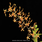 Dendrobium tangerinum sp. Orchid Plant - BS