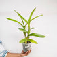Cattleya (Myrmecophila) Burgundy Orchid Plant - FF - Buy Orchids Plants Online by Orchid-Tree.com