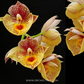 Catasetum Orchidglade Orchid Plant - BS