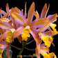 Cattleya (Ctt.) Magic Bell 'New Trick' HCC/AOS Orchid Plant - BS - Buy Orchids Plants Online by Orchid-Tree.com