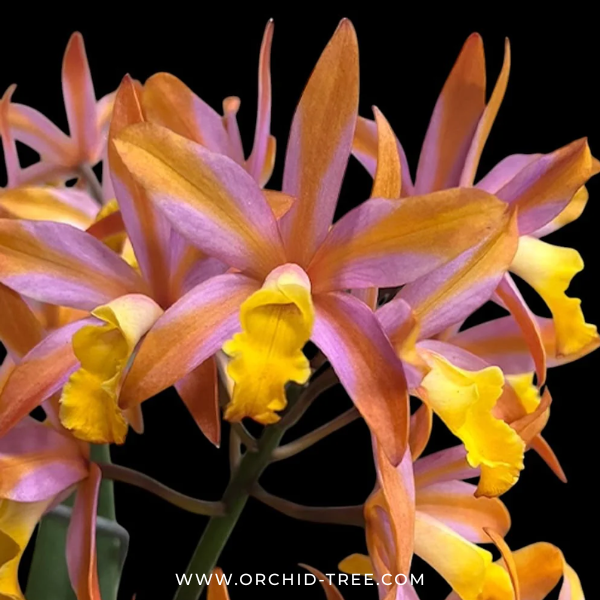 Cattleya (Ctt.) Magic Bell 'New Trick' HCC/AOS Orchid Plant - BS - Buy Orchids Plants Online by Orchid-Tree.com