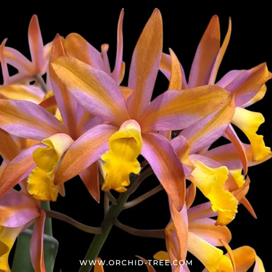 Cattleya (Ctt.) Magic Bell 'New Trick' HCC/AOS Orchid Plant - BS