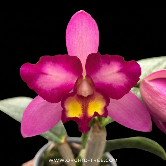 Cattleya Korn Lada Charming # 5 Wild Purple Orchid Plant - BS