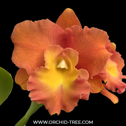 Cattleya Star of Siam Orchid Plant - BS