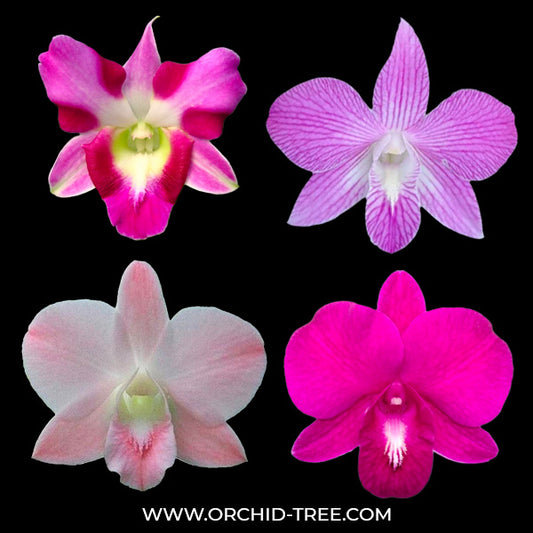 Dendrobium Pack of 4 #1 - SS (Seedling)