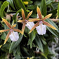 Epidendrum polybulbon Orchid Plant - MS