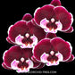 Phalaenopsis Shulong 20-30 Orchid Plant - FF