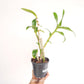 Dendrobium Nopporn Star Bright # 761 Orchid Plant - FF (Emerging Spike)