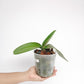 Phalaenopsis Sendai Orchid Plant - FF - Buy Orchids Plants Online by Orchid-Tree.com