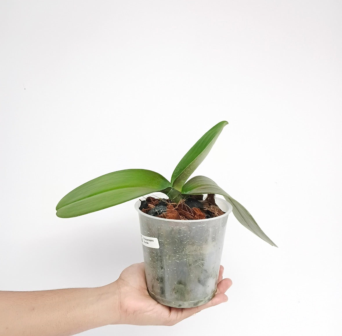 Phalaenopsis Sendai Orchid Plant - FF - Buy Orchids Plants Online by Orchid-Tree.com