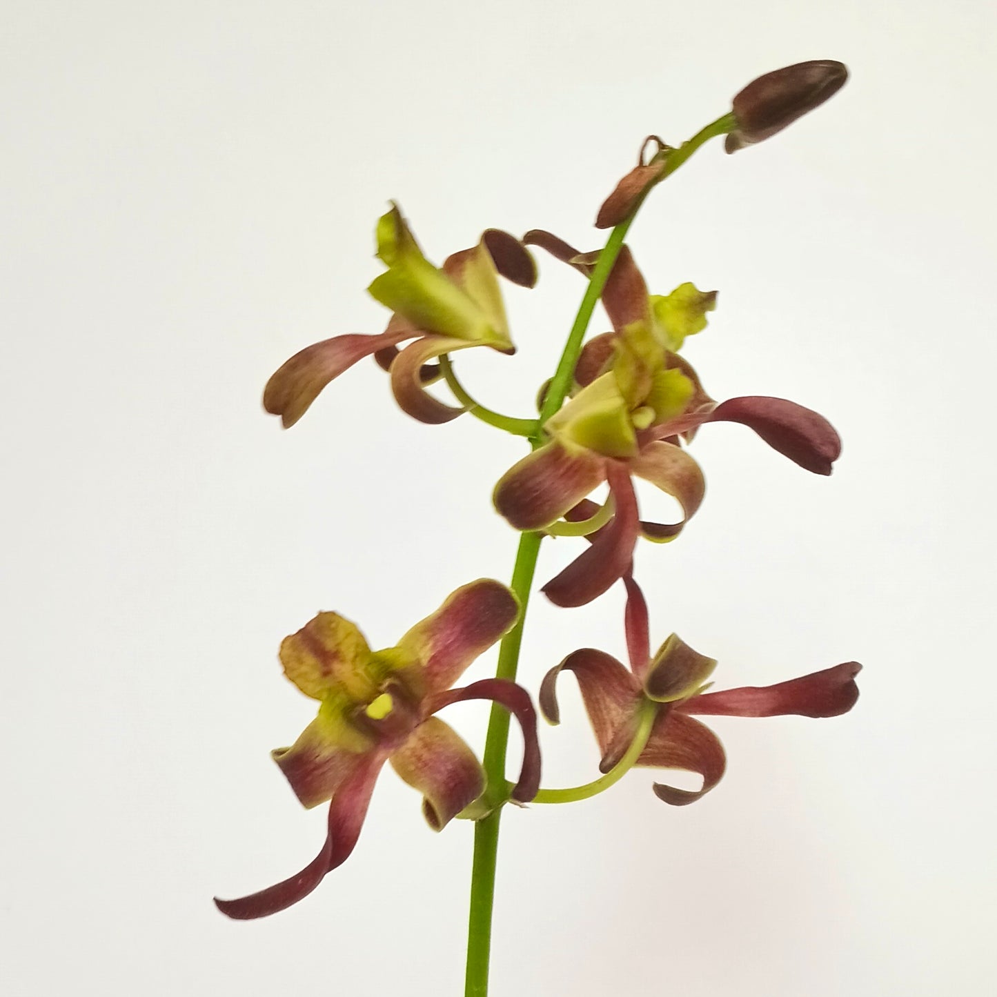 Dendrobium Red spin Orchid Plant - FF - Buy Orchids Plants Online by Orchid-Tree.com