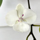 Phalaenopsis Kingcar Clown Orchid Plant - FF - Buy Orchids Plants Online by Orchid-Tree.com