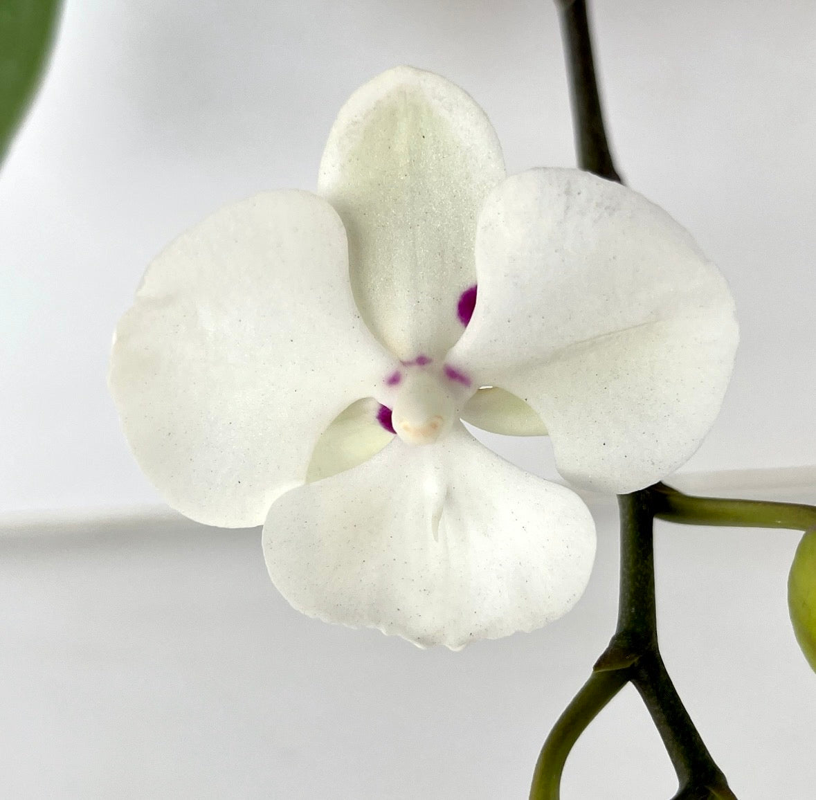 Phalaenopsis Kingcar Clown Orchid Plant - FF - Buy Orchids Plants Online by Orchid-Tree.com