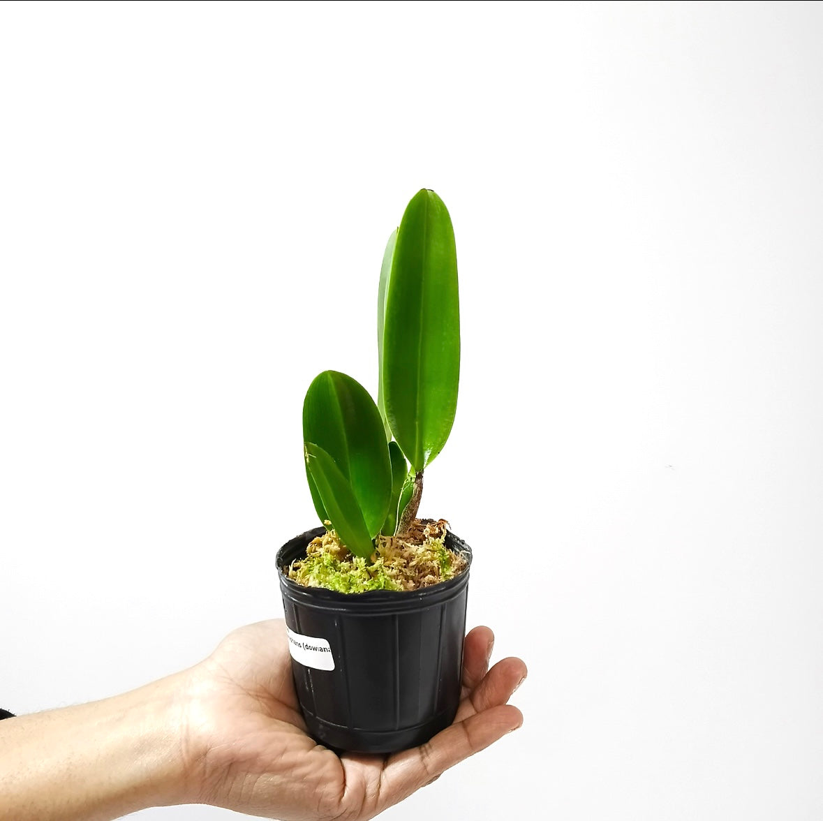 Cattleya Triumphans Orchid Plant - NBS