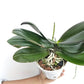 Phalaenopsis GC Reyoung Lava Orchid Plant - BS