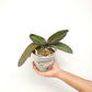 Phalaenopsis Shulong 20-30 Orchid Plant - FF