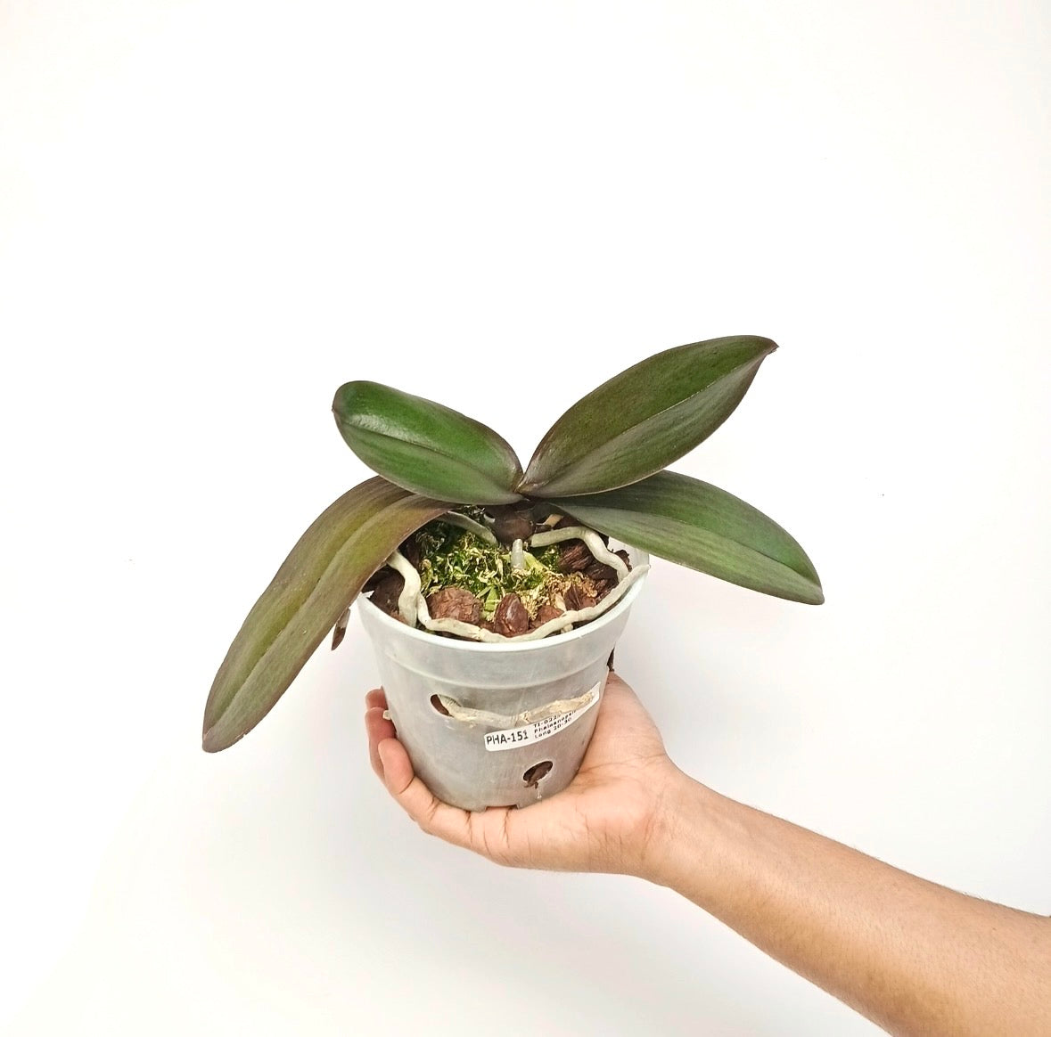Phalaenopsis Shulong 20-30 Orchid Plant - FF