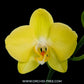 Phalaenopsis Savona Orchid Plant - FF - Buy Orchids Plants Online by Orchid-Tree.com